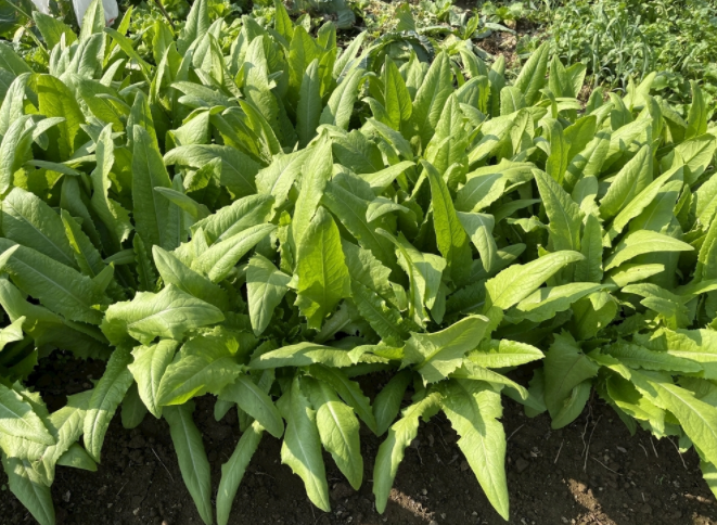 1681454351194146.png 土壤化肥速測(cè)儀